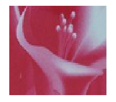 Freesia Perfume Type Body Oils Freesia Perfume Type Body Oils